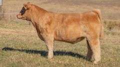 SANDY TAG 33 STEER