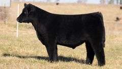 SANDY TAG 36 STEER