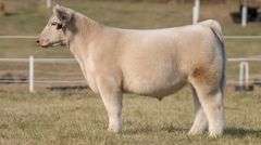 GORETSKA TAG 32 STEER