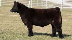GORETSKA TAG 15 STEER