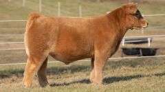 GORETSKA TAG 29 STEER