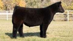 GORETSKA TAG 12 STEER