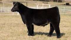 GORETSKA TAG 67 STEER