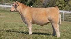 GORETSKA TAG 36 STEER