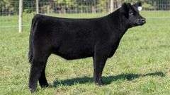 TAG 61 HEIFER