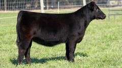 TAG 64 HEIFER