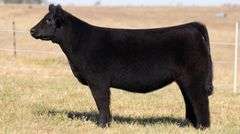SANDY TAG 46 HEIFER