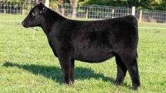 TAG 59 HEIFER