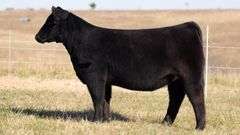SANDY TAG 17 HEIFER