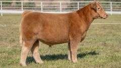 GORETSKA TAG 35 STEER