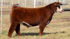 GORETSKA TAG 66 STEER