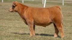 GORETSKA TAG 7 STEER
