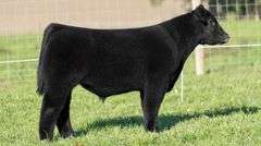 TAG 62 STEER