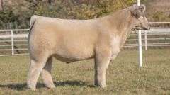 GORETSKA TAG 33 STEER