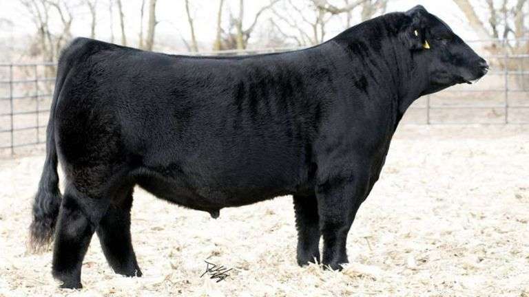 FORTUNE SEMEN