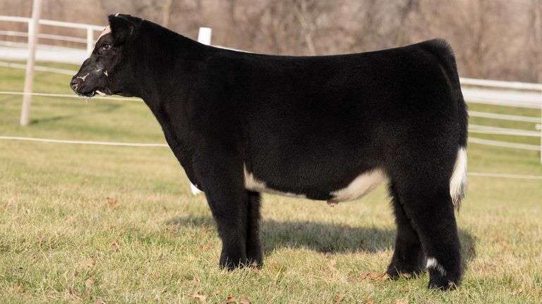 GORETSKA TAG Brockle STEER