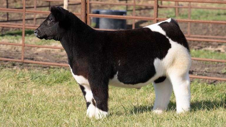 FERGUSON TAG 103 STEER