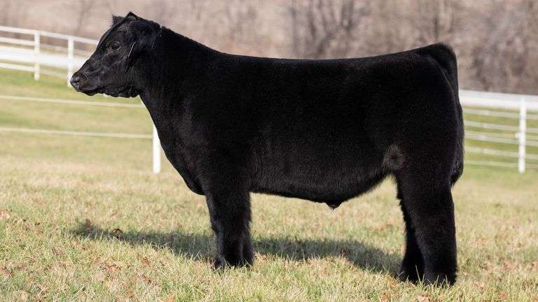 GORETSKA TAG 67 STEER