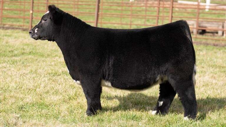 FERGUSON TAG 165 HEIFER