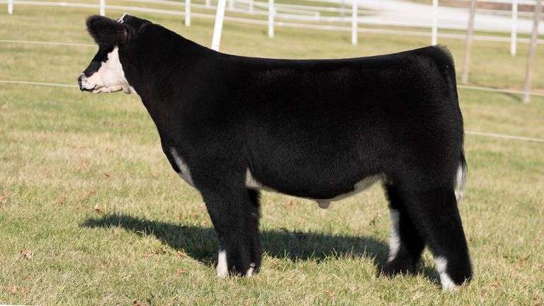GORETSKA TAG 189 STEER