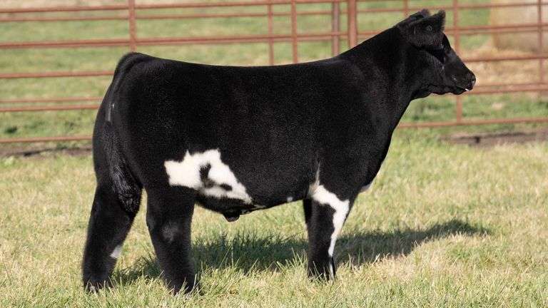 WEBSTER TAG 935 STEER