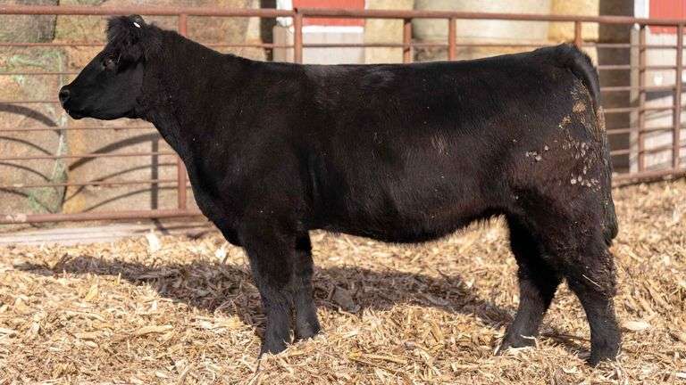 Tag 57 CLEMENS TAG 57 COW - SteerBidder