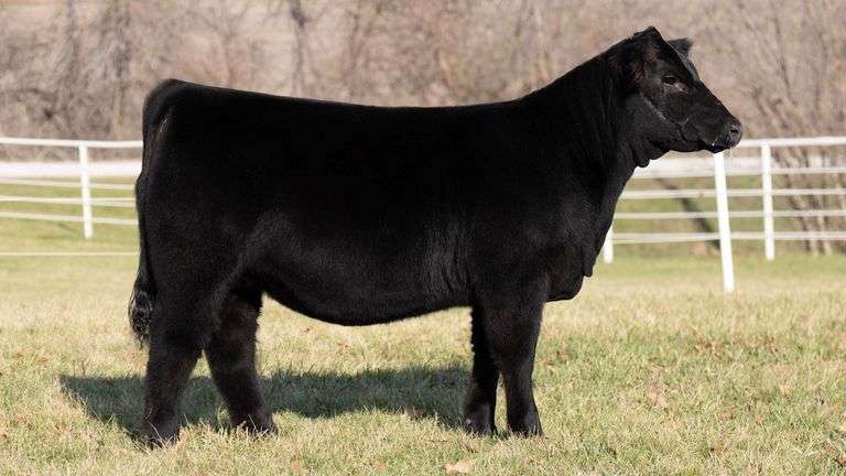 GORETSKA TAG 3 HEIFER