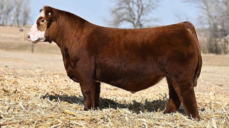 BET ON RED SEMEN