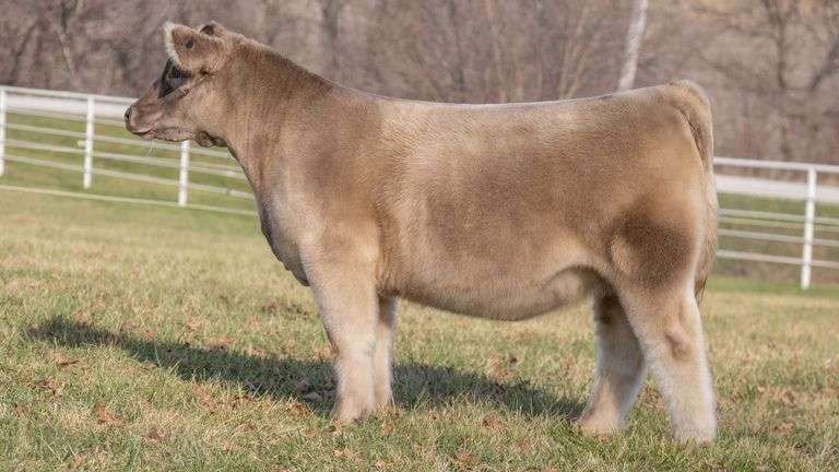GORETSKA TAG 1 HEIFER