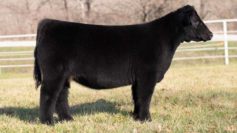 GORETSKA TAG 300 HEIFER