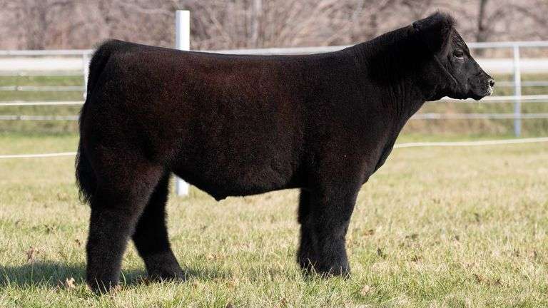 GORETSKA TAG 319 STEER