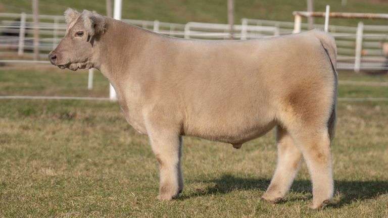 GORETSKA TAG 329 STEER