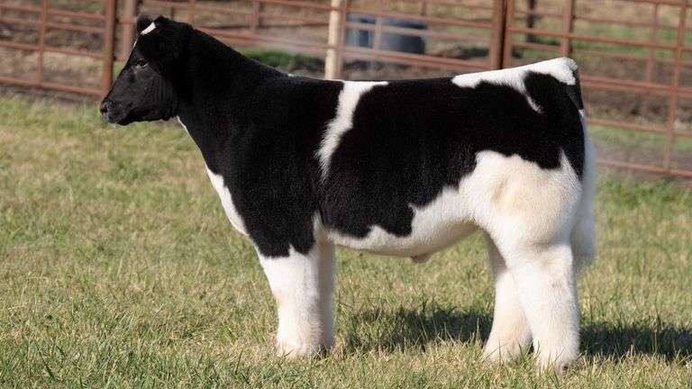 FERGUSON TAG 145 STEER