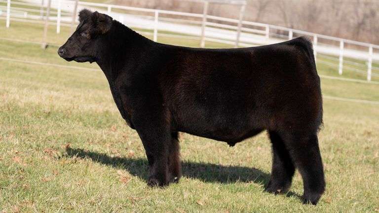 GORETSKA TAG 188 STEER