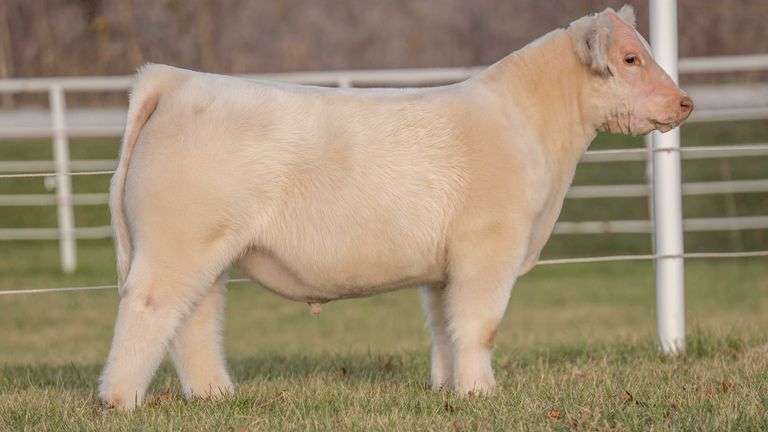 GORETSKA TAG 233 STEER