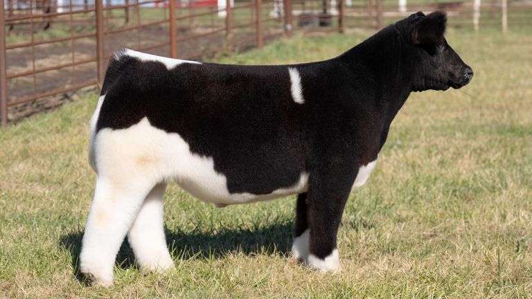 FERGUSON TAG 103 STEER