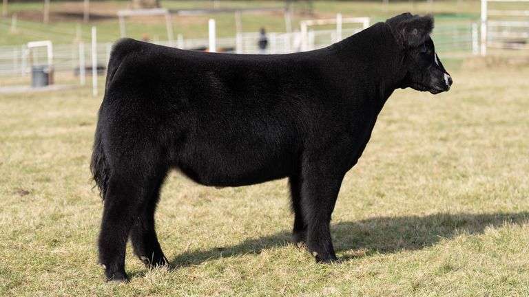 GORETSKA TAG 93 STEER