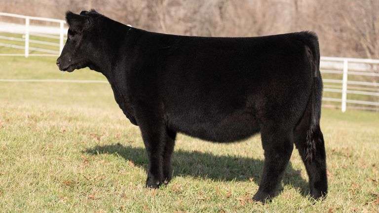 GORETSKA TAG 97 HEIFER