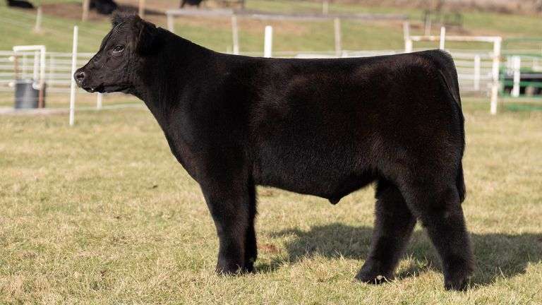 GORETSKA TAG 232 STEER
