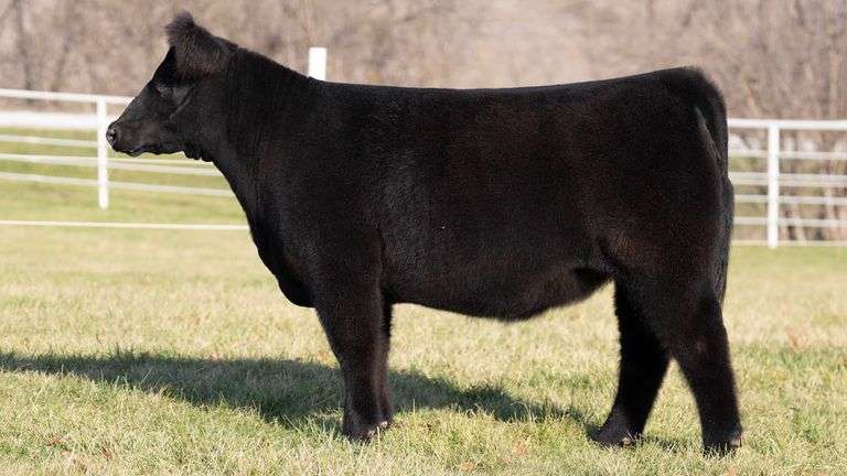 GORETSKA TAG 326 HEIFER