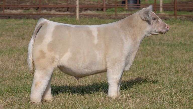 FERGUSON TAG 160 STEER