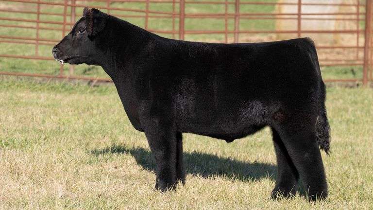 FERGUSON TAG 163 STEER
