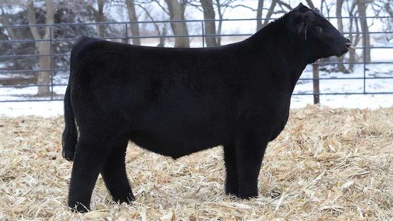 REVENANT SEMEN