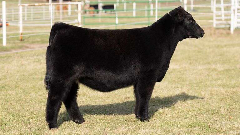GORETSKA TAG 128 HEIFER