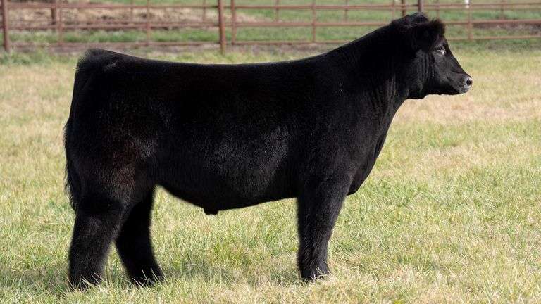 FERGUSON TAG 161 STEER