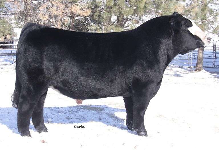 BROKER SEMEN