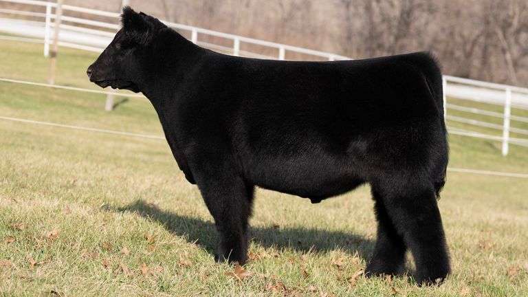 GORETSKA TAG 100 STEER