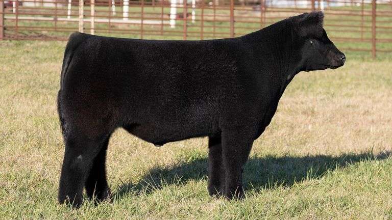 FERGUSON TAG 169 STEER
