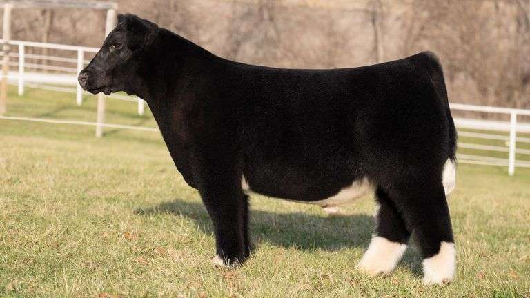 GORETSKA TAG Socks STEER