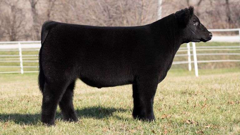 GORETSKA TAG 91 STEER